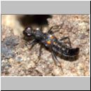 Stenus sp - Kurzfluegler 01a 5mm.jpg